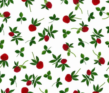 Yonca çiçek üzerinde beyaz bir arka plan ile Seamless modeli. Suluboya el boyalı. Tekstil, ambalaj kağıdı, arka plan, vb. için mükemmel.