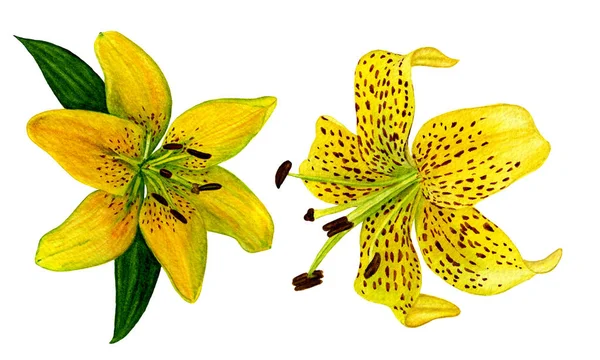Lilyum Sarı Çiçek Kümesi Ayrı Öğeleri Beyaz Bir Arka Plan — Stok fotoğraf