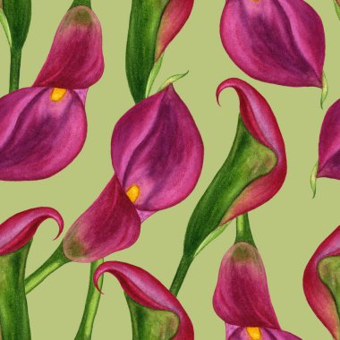 Çiçek desenli kumaş veya duvar kağıdı için. Suluboya. Bahar çiçekleri calla zambak ile Seamless modeli. Suluboya resim el boyalı. 