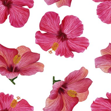 Suluboya resim el boyalı. Hibiscus çiçek ile sorunsuz çiçek desenli. Çiçek desenli kumaş veya duvar kağıdı için. Kumaş, ambalaj kağıdı, arka plan için mükemmel.