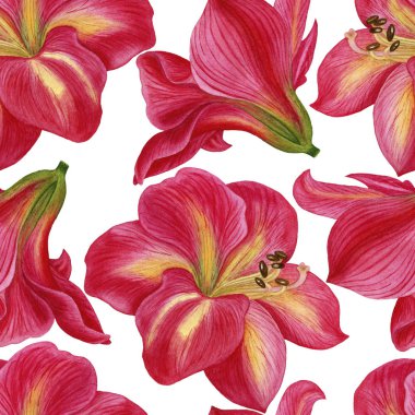 Amaryllis çiçekler ile sorunsuz çiçek desenli. Suluboya çizimi el boyalı. Kumaş, ambalaj kağıdı, arka plan için mükemmel.