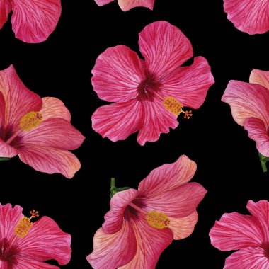 Hibiscus çiçek ile sorunsuz çiçek desenli. Çiçek desenli kumaş veya duvar kağıdı için. Suluboya resim el boyalı. Kumaş, ambalaj kağıdı, arka plan için mükemmel.