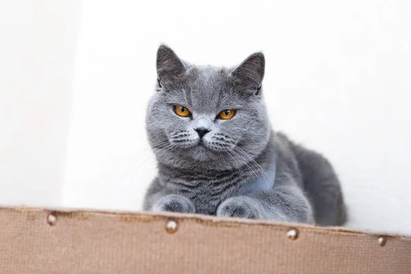 British Shorthair Cat Domestic Cat Neutered Cat Blanket — Stock Photo, Image