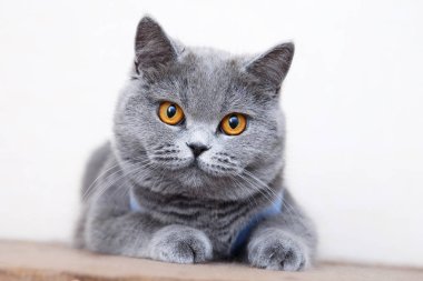 Britanya ile ilgili stenografi kedi portre, güzel kitty oturma ve seyir