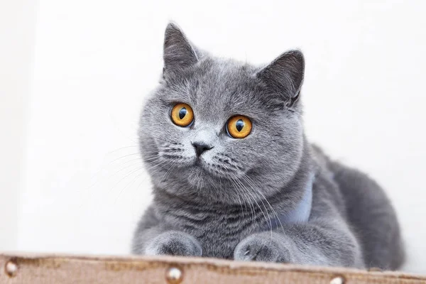 Brytyjski Stenografia Kot Portret Piękna Kotka Siedząc Patrząc — Zdjęcie stockowe