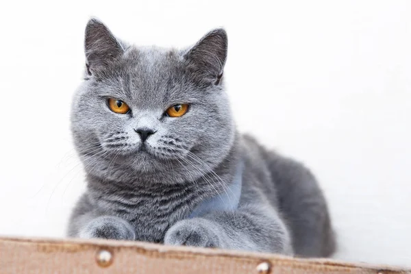 Britânico Retrato Gato Shorthair Bela Gatinho Sentado Olhando — Fotografia de Stock