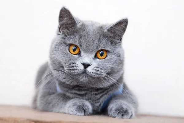 British Shorthair Cat Portrait Beautiful Kitty Sitting Looking — Stock Photo, Image