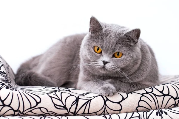 Britská Kočka Ležet Gauči Při Pohledu Fotoaparát Šedá Kočka Dům — Stock fotografie
