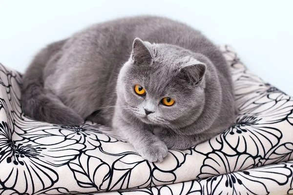 Britská Kočka Ležela Pohovce Dívala Kameru Šedou Domácí Kočičku — Stock fotografie