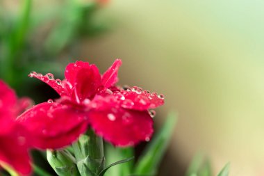 Çiy damlaları ile makro karanfil çiçek