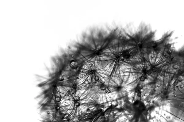 Closeup Preto Branco Dandelion Blowball — Fotografia de Stock