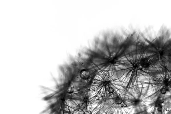 Closeup Black White Dandelion Blowball — Stock Photo, Image