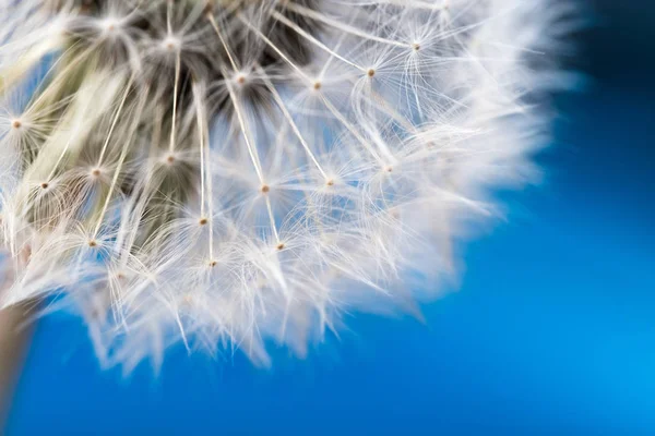 Paardebloem Flower Ball Macro Foto Gestileerde Close Foto Paardebloem Parachutes — Stockfoto