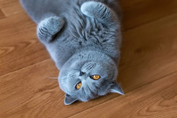 Chat Drôle Repose Sur Sol Souriant Chat Mignon Maison — Photo