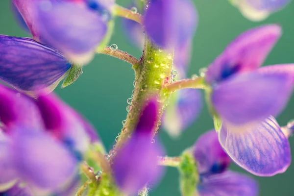 Άγριο Λούπινο Λουλούδι Μακρο Φυσικά Βότανα Φυτικό Εκχύλισμα — Φωτογραφία Αρχείου