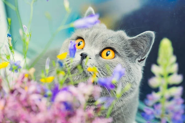 Cute Gray Shorthair Cat Wild Flowers Curious Pet — Stock Photo, Image