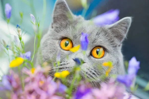 Cute Gray Shorthair Cat Wild Flowers Curious Pet Close — Stock Photo, Image