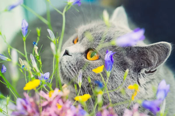 Cute Gray Shorthair Cat Wild Flowers Curious Pet — Stock Photo, Image