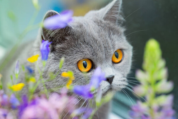 Cute gray shorthair cat and wild flowers, curious pet