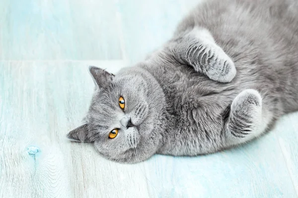 Scottish Shorthair Cat Lying Looking Adorable Funny Pet Simple Background — Stock Photo, Image