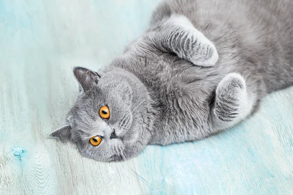 Scottish Shorthair Cat Lying Looking Adorable Funny Pet Simple Background — Stock Photo, Image