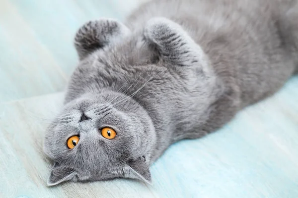 Escocês Gato Shorthair Deitado Olhando Para Cima Adorável Engraçado Animal — Fotografia de Stock