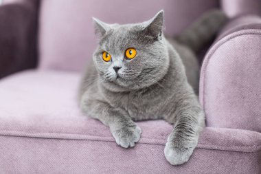 Sevimli kabarık kedi kanepede oturan ve bize bakıyor