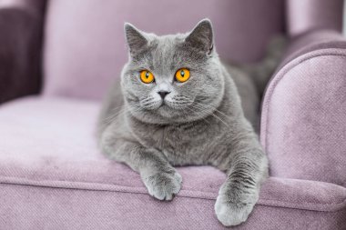 Sevimli kabarık kedi kanepede oturan ve bize bakıyor
