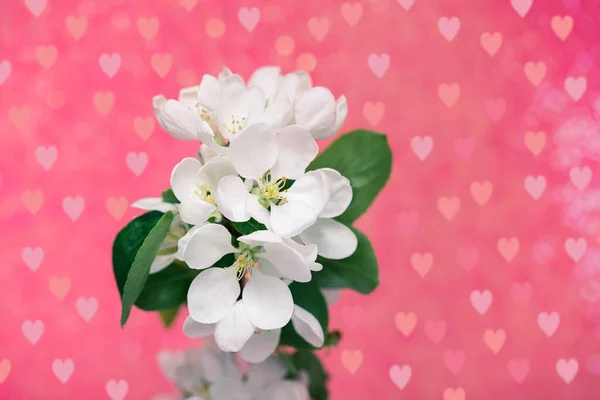 White Flowers Pink Background Hearts Apple Tree Branch Springtime Close — Stock Photo, Image