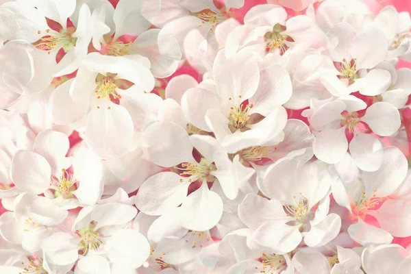 白いリンゴの花の抽象的な背景 春の繊細な花のパターン — ストック写真