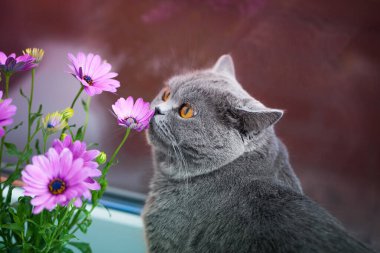 Meraklı kedi çiçekleri kokluyor, sevimli hayvan bitkilerle dokunarak etkileşime geçiyor..