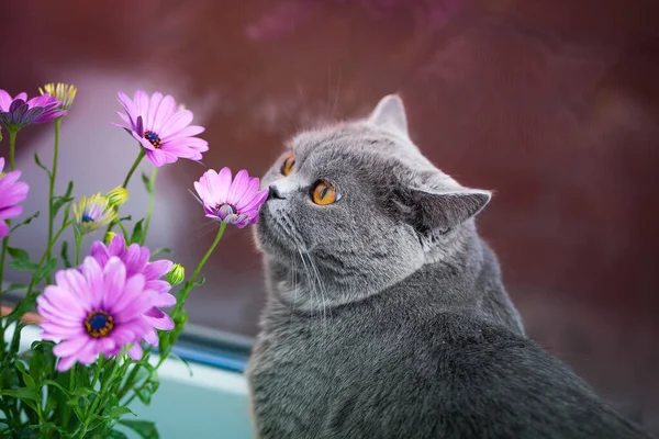 Curious Kitty Sniffs Flowers Cute Pet Interacts Plants Touching Them — Stock Photo, Image