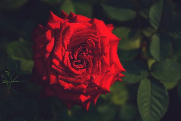 Beautiful Dark Red Rose Garden Top View Maroon Luxury Rose — Stock Photo, Image