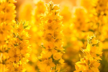 Güzel sarı çiçekler yakın plan. Bulanık arkaplan ve kenar görünümlü doğa detayları