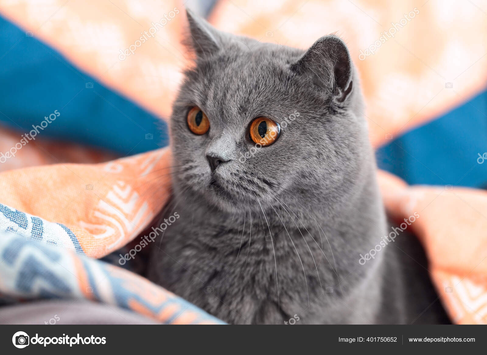 Chat Gris Britannique Regarde Cote Chat Assis Dans Une Couverture Image Libre De Droit Par Fotomirta C