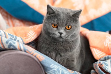 Sevimli evcil kedi yumuşak bir muslin battaniyenin içinde oturuyor. Ev ortamında sevimli bir İngiliz kedisi..