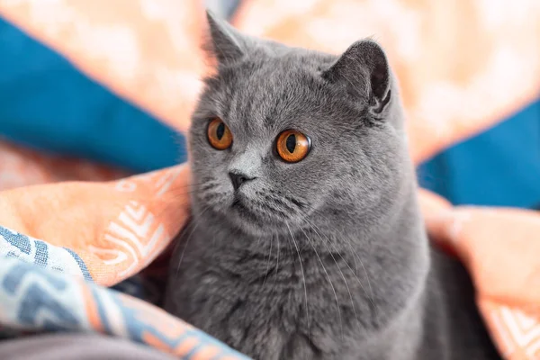 Βρετανική Γκρίζα Γάτα Κοιτάζει Πλάγια Γάτα Κάθεται Μια Κουβέρτα Από — Φωτογραφία Αρχείου