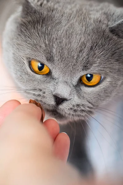 Hand-feeding your pet. Give a treat to a cat. A British cat looks at a treat