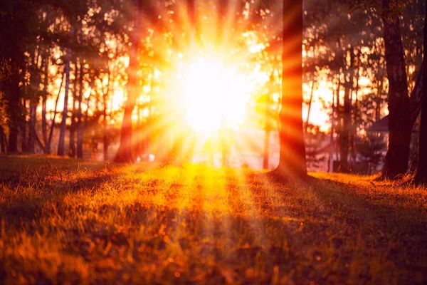 Warm rays of the sun pass through the trees and lawn. Sunset in the Park. Orange and warm natural scenery