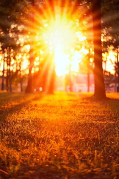 Parkta güneş ışınları. Parlak turuncu gün batımı, dikey fotoğraf