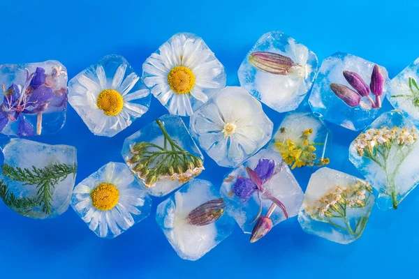 Jégkockák Benne Fagyott Virágokkal Gyógynövényekkel Virág Jég Italokhoz Közelkép — Stock Fotó