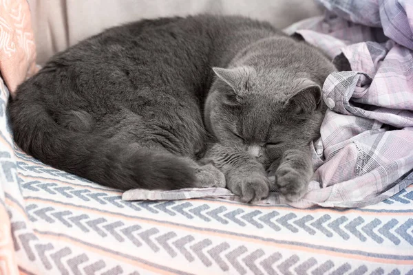 Entzückende Kurzhaarige Katze Die Einem Bequemen Ort Schläft Ein Haustier — Stockfoto