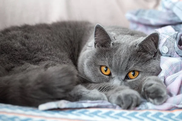 Een Pluizige Kat Met Gele Ogen Ligt Kijkt Ons Aan — Stockfoto