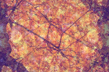 Çifte maruziyet etkisi olan sonbahar ağaçları. Meşe yaprakları ve dalları ile soyut arkaplan.