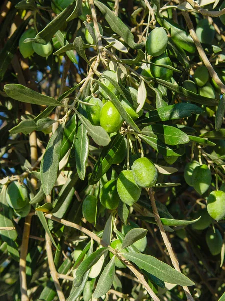 Tak met groene Griekse olijven — Stockfoto