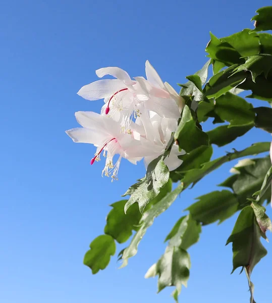Όμορφα λευκά άνθη του Schigumberger zigokaktus ή cactu — Φωτογραφία Αρχείου