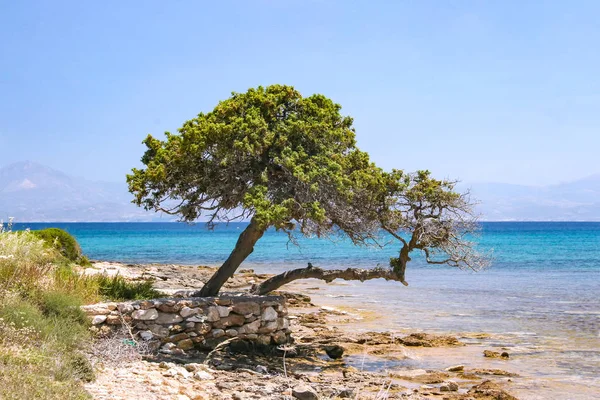Dos árboles inclinados hacia el mar — Foto de Stock