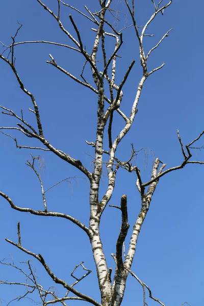 Staré Břízy Obloze Pozadí — Stock fotografie