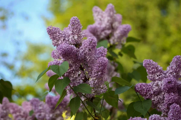 Bloeiende Lila Tuin — Stockfoto