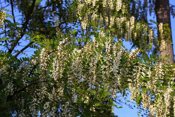 Robinie Langosta Negra Flores Robinia Pseudoacacia — Foto de Stock